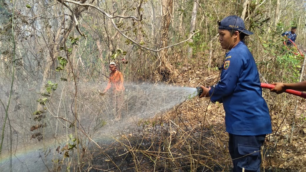 Kebakaran Lahan Hutan