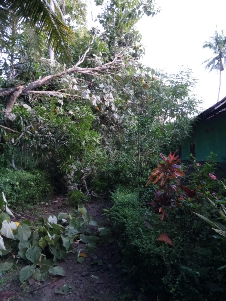 Pohon Tumbang di Desa Bapangsari